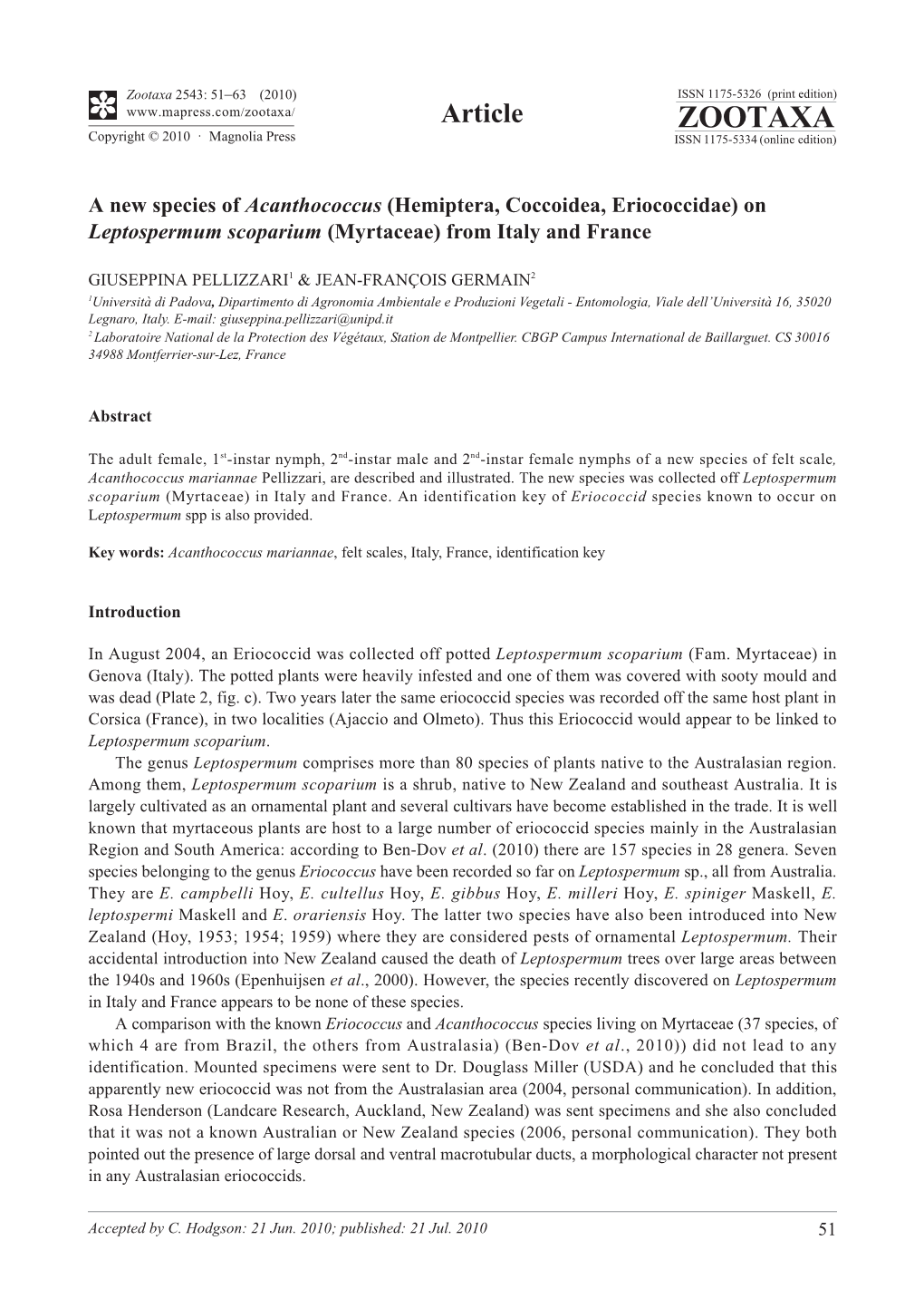 Zootaxa, a New Species of Acanthococcus (Hemiptera