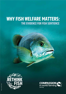 Why Fish Welfare Matters: the Evidence for Fish Sentience