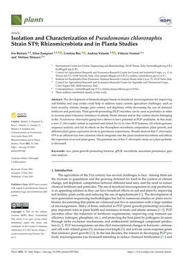 Isolation and Characterization of Pseudomonas Chlororaphis Strain ST9; Rhizomicrobiota and in Planta Studies