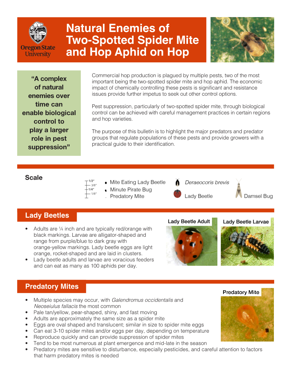 Natural Enemies of Two-Spotted Spider Mite and Hop Aphid on Hop