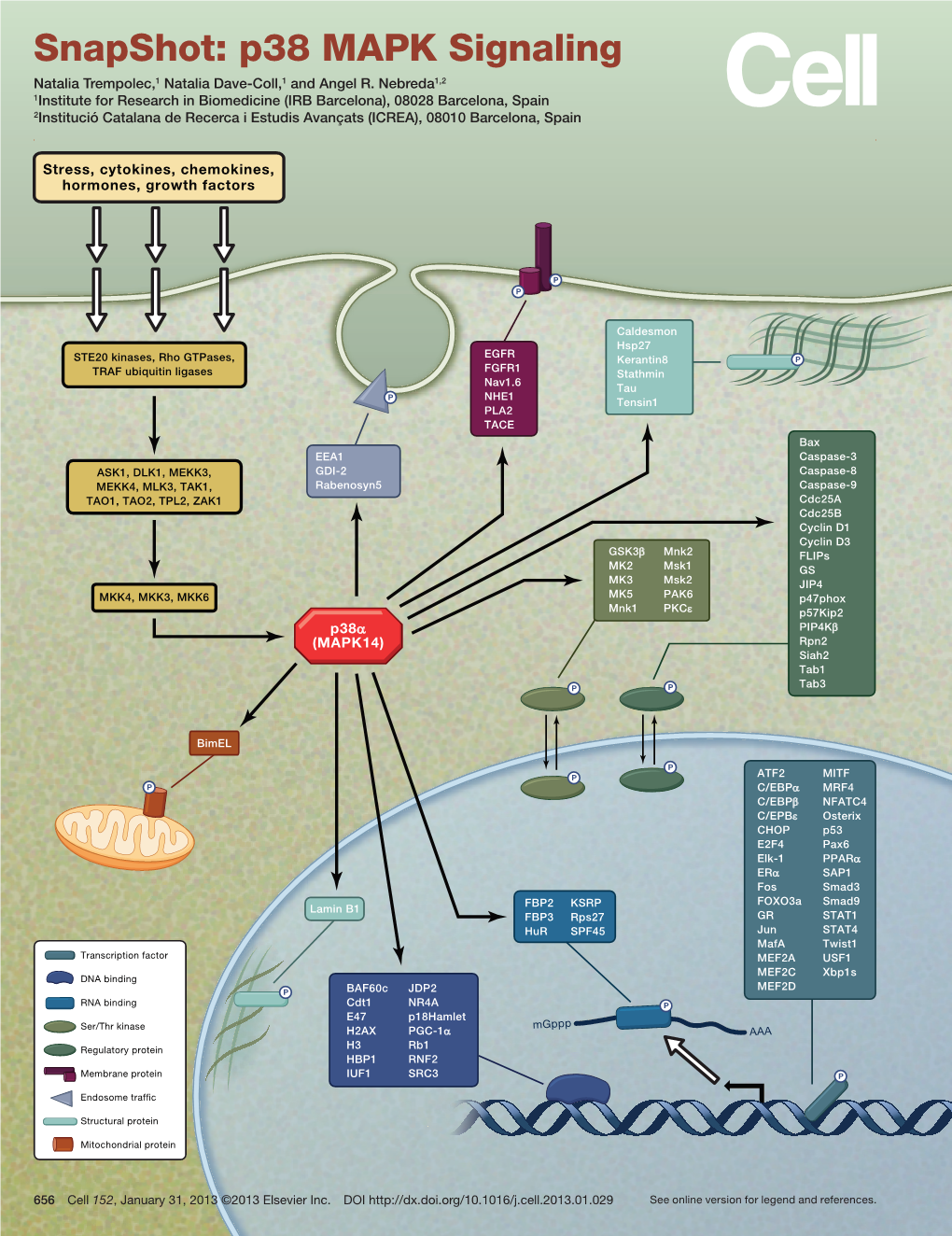 Snapshot: P38 MAPK Signaling Natalia Trempolec,1 Natalia Dave-Coll,1 and Angel R