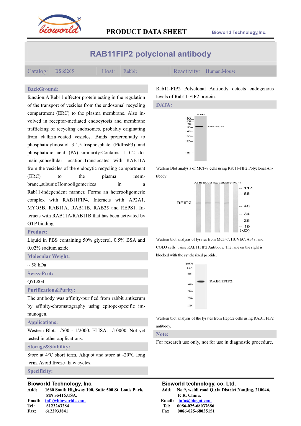 RAB11FIP2 Polyclonal Antibody