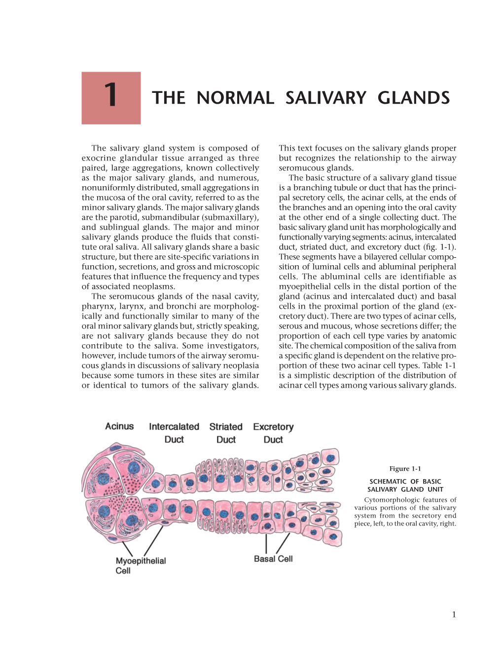The Normal Salivary Glands