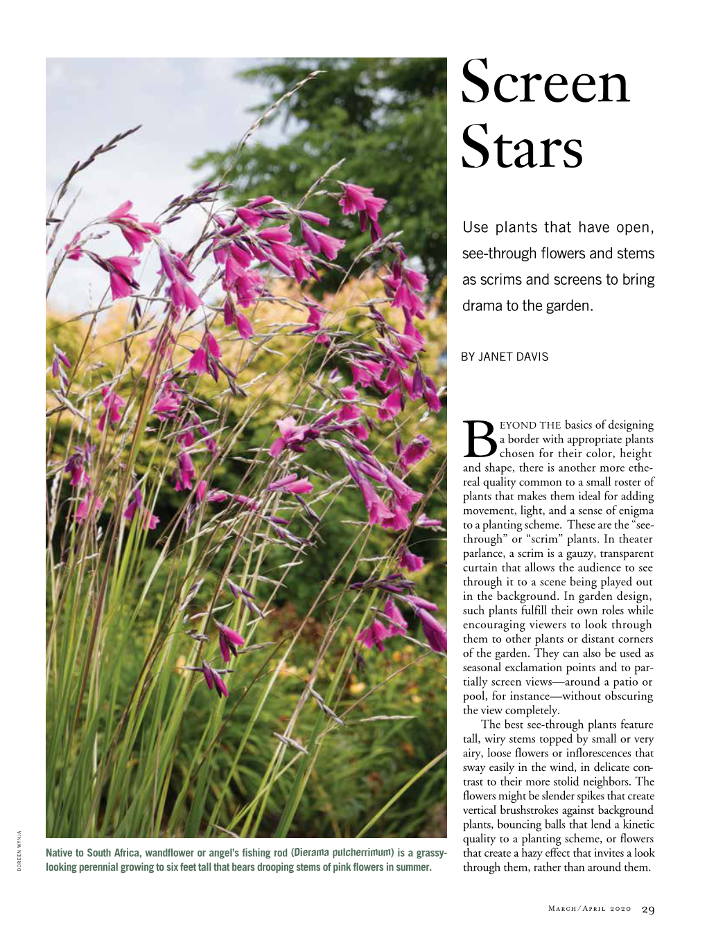 Screen Stars by Janet Davis