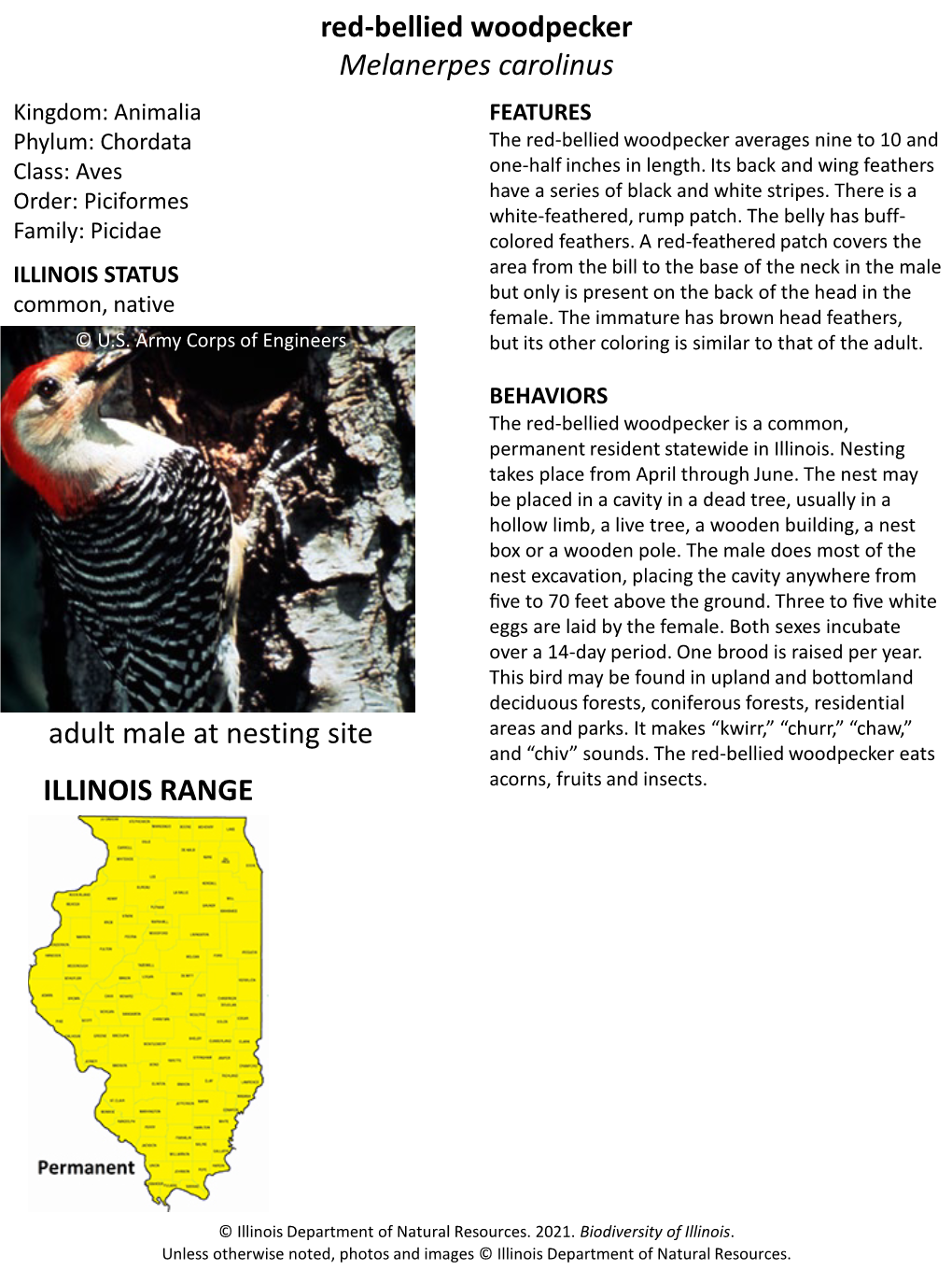 Red-Bellied Woodpecker Melanerpes Carolinus Adult Male at Nesting Site