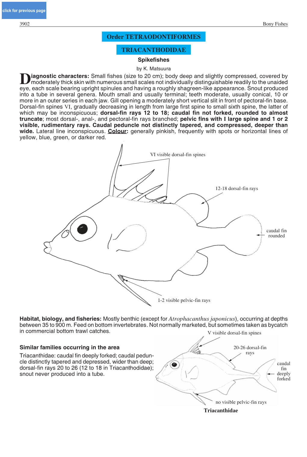 Order TETRAODONTIFORMES TRIACANTHODIDAE