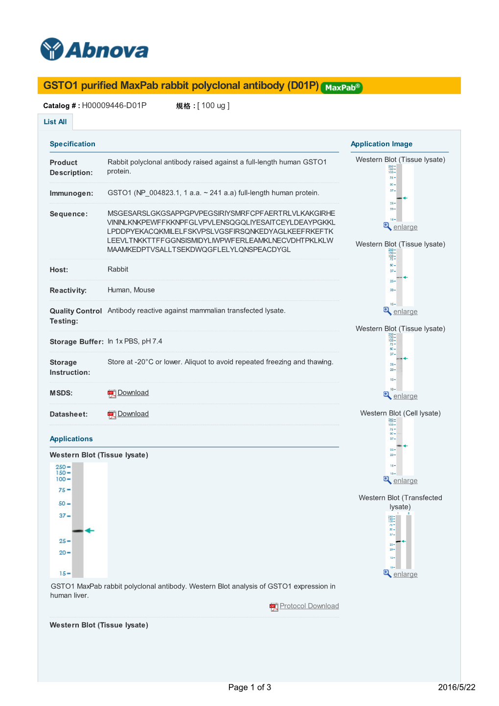 GSTO1 Purified Maxpab Rabbit Polyclonal Antibody (D01P)