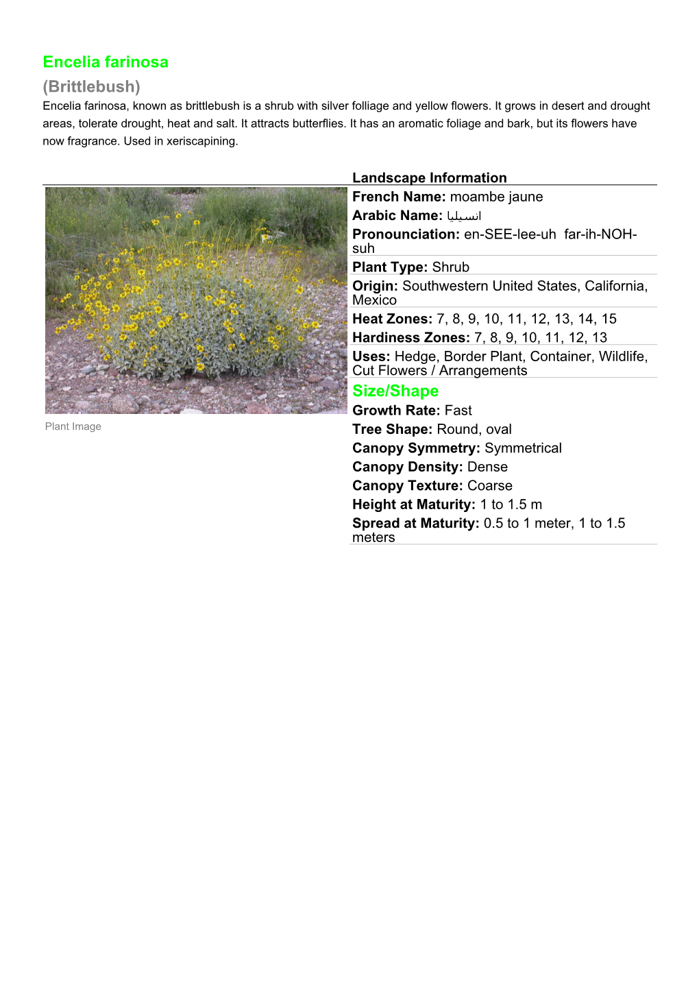 Encelia Farinosa (Brittlebush) Encelia Farinosa, Known As Brittlebush Is a Shrub with Silver Folliage and Yellow Flowers