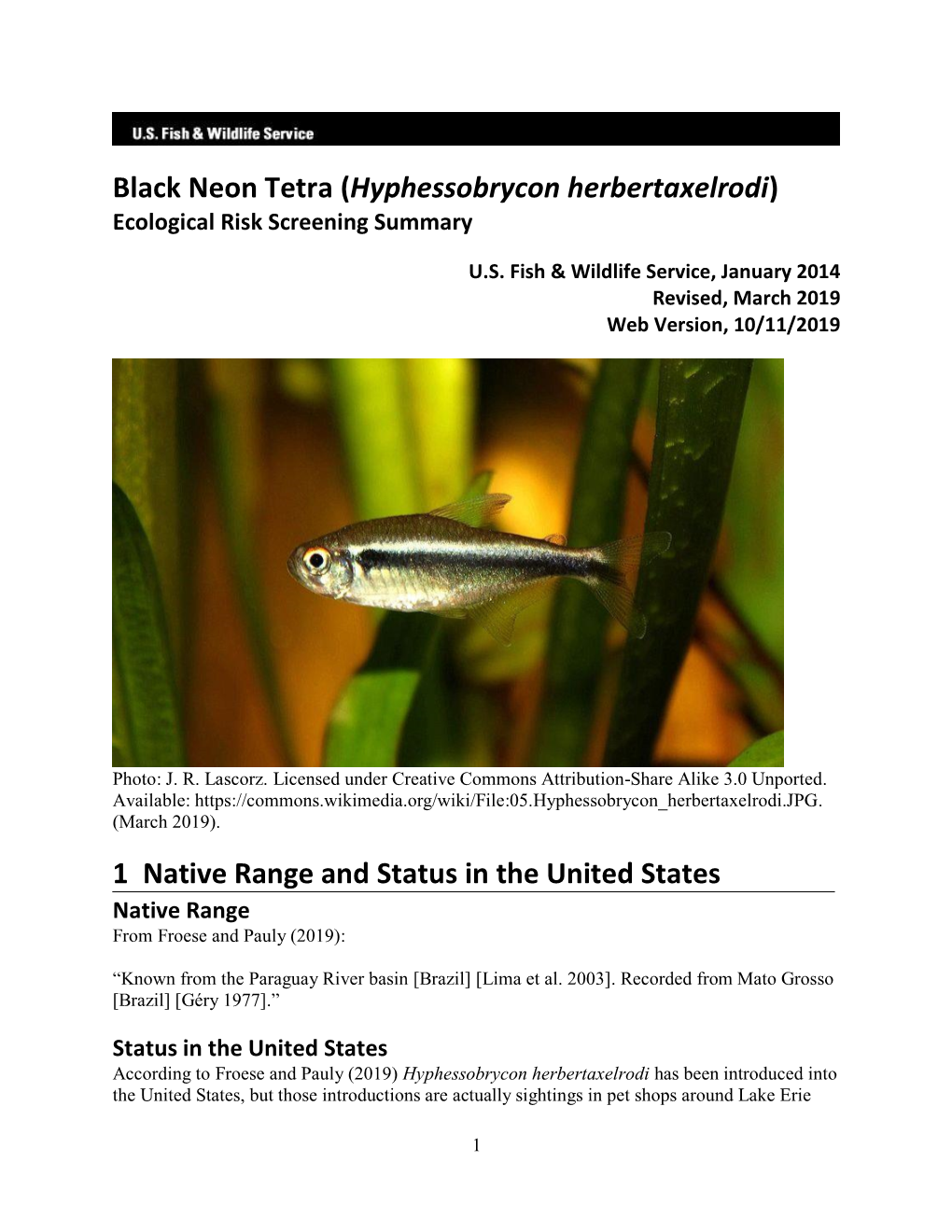 Black Neon Tetra (Hyphessobrycon Herbertaxelrodi) Ecological Risk Screening Summary