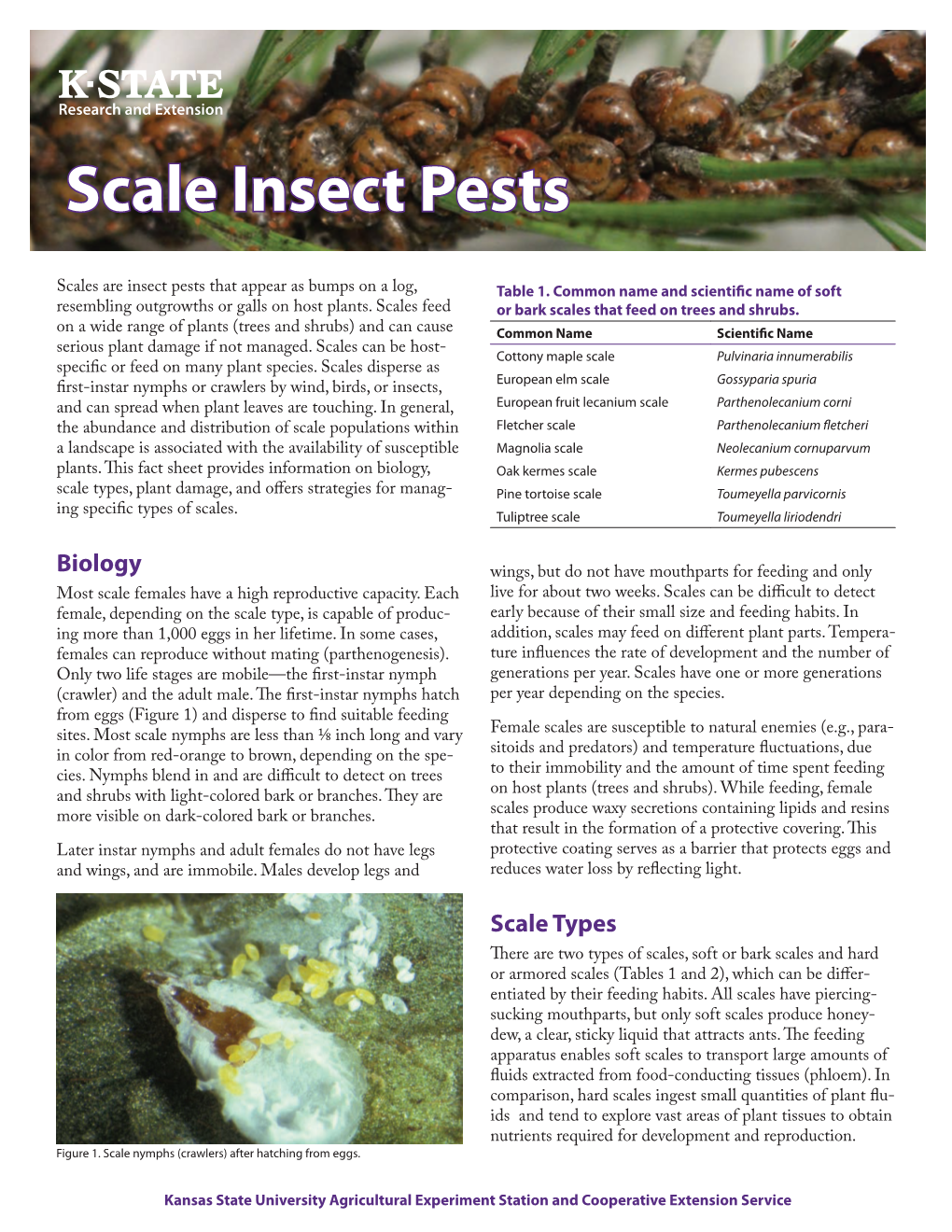 Scale Insect Pests