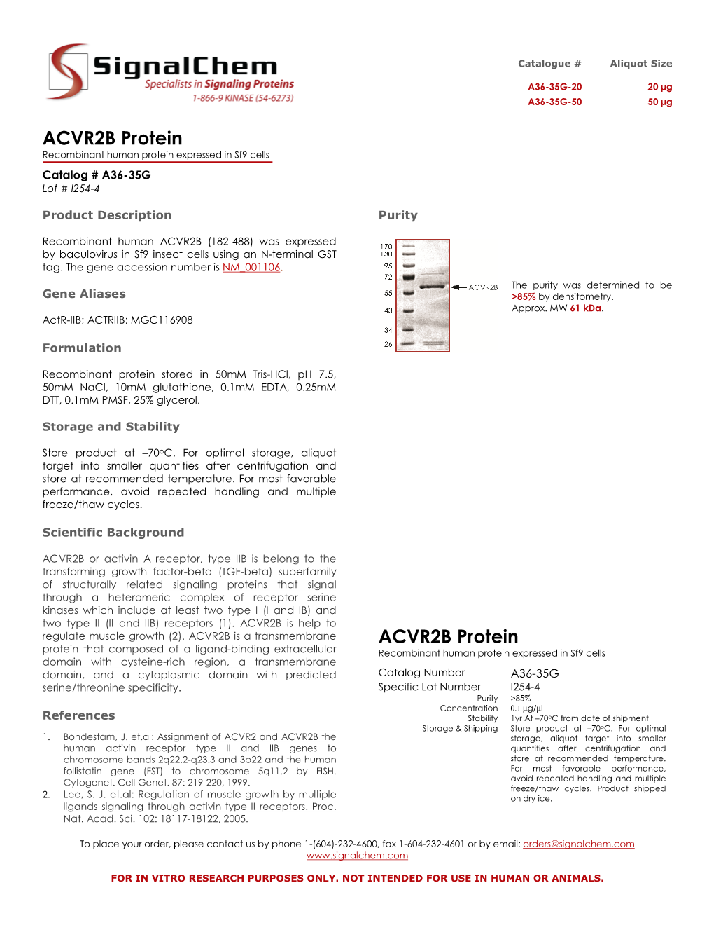 ACVR2B Protein ACVR2B Protein