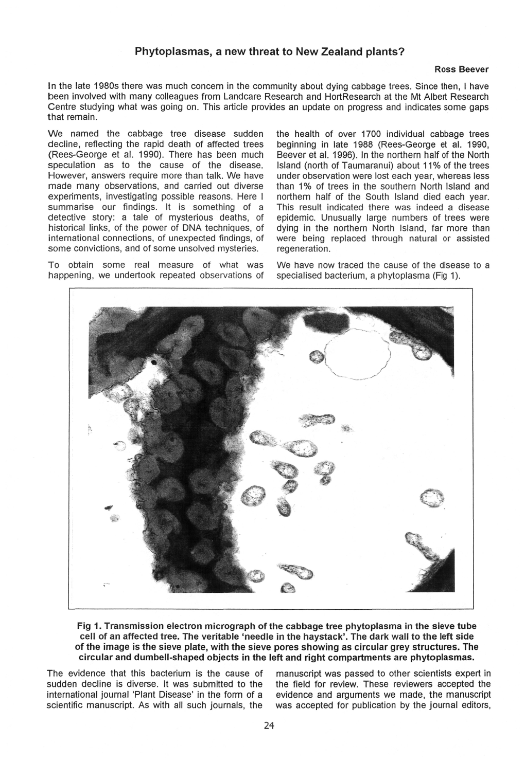 Phytoplasmas a New Threat to New Zealand Plants? Ross Beever in the Late 1980S There Was Much Concern in the Community About Dying Cabbage Trees