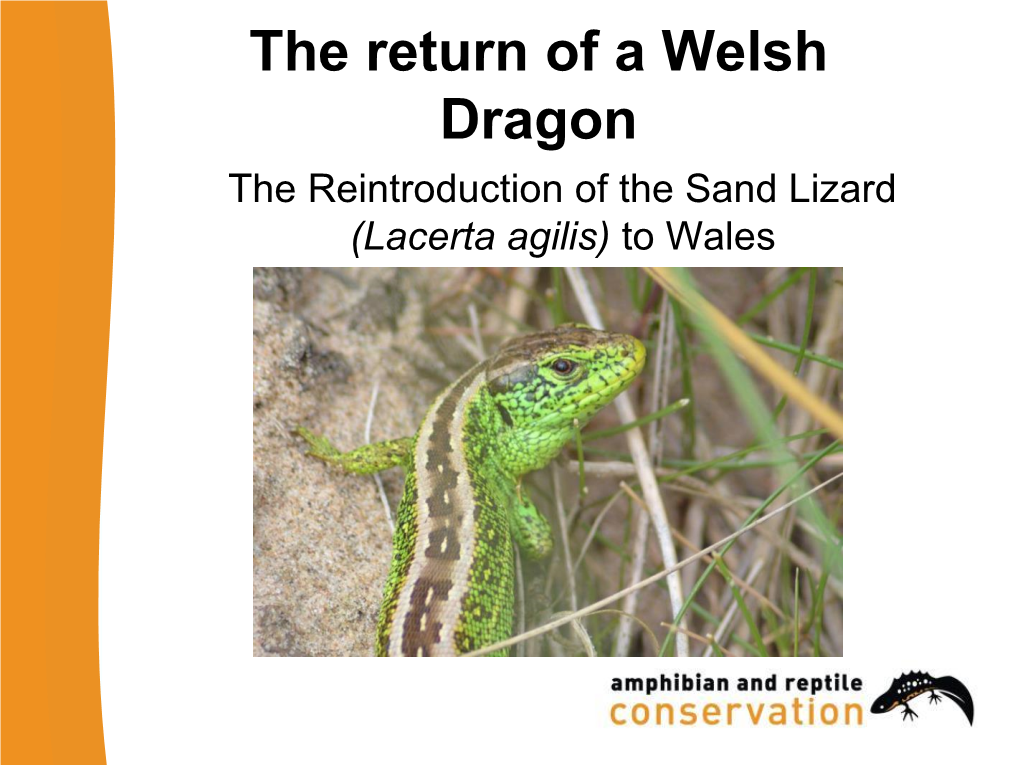 The Return of a Welsh Dragon the Reintroduction of the Sand Lizard (Lacerta Agilis) to Wales ARC’S Work in Wales