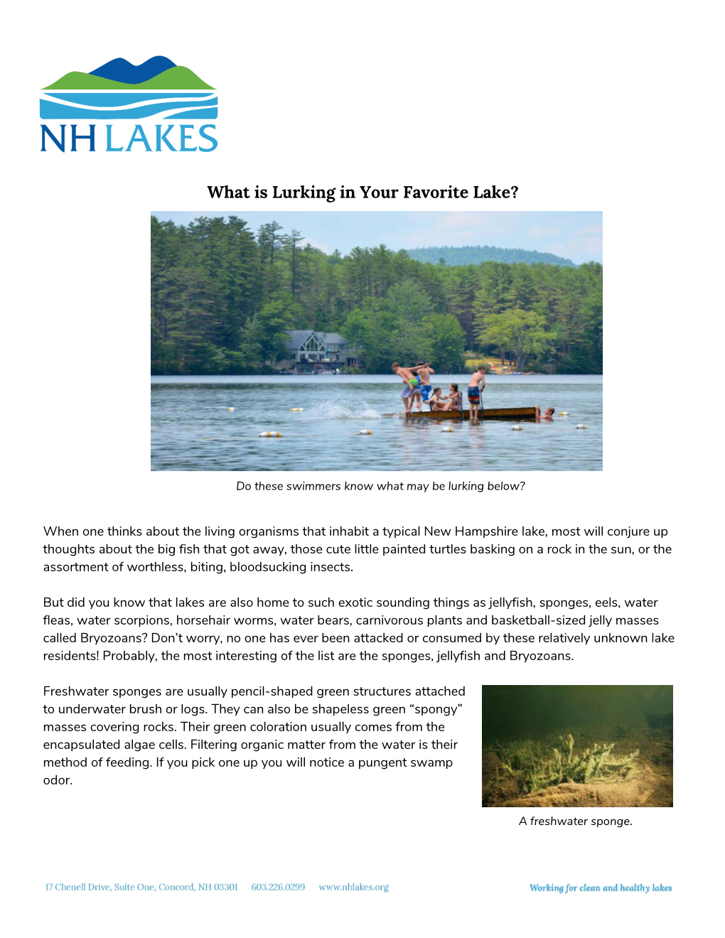 Sponges, Jellyfish, & Bryozoans Lurking in Your Lake?