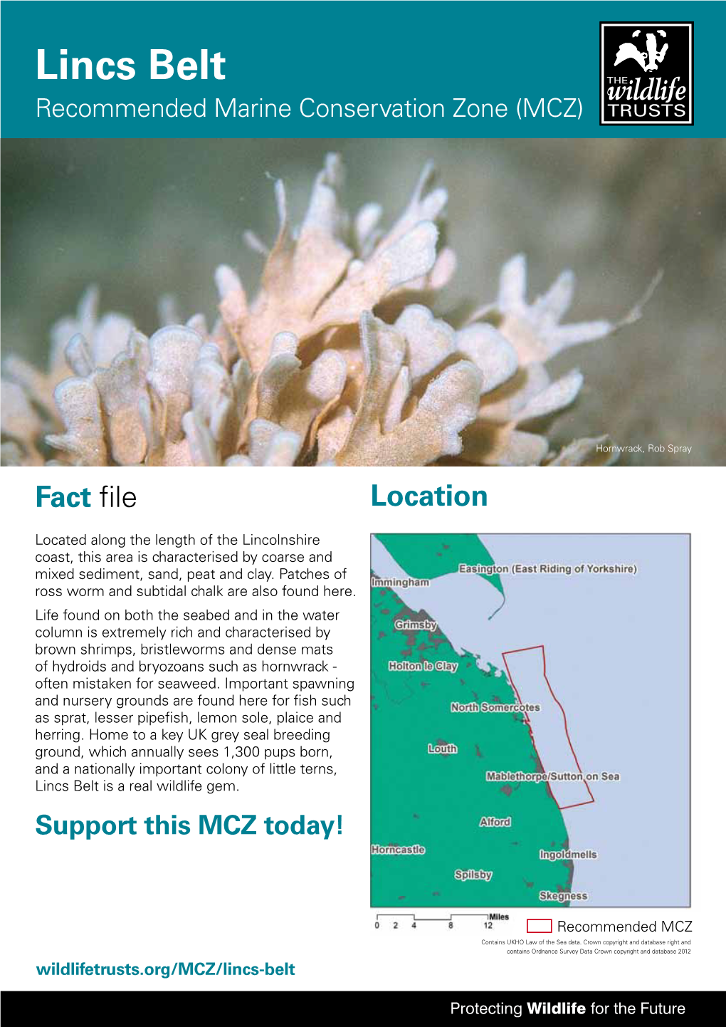 Lincs Belt Recommended Marine Conservation Zone (MCZ)