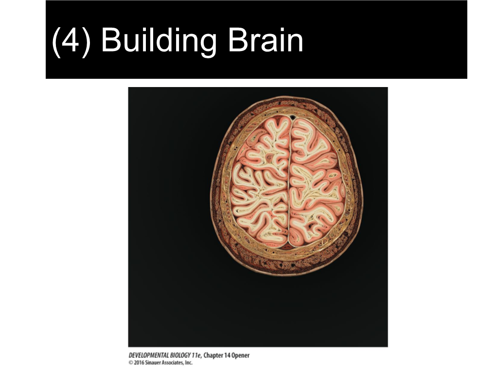 (4) Building Brain