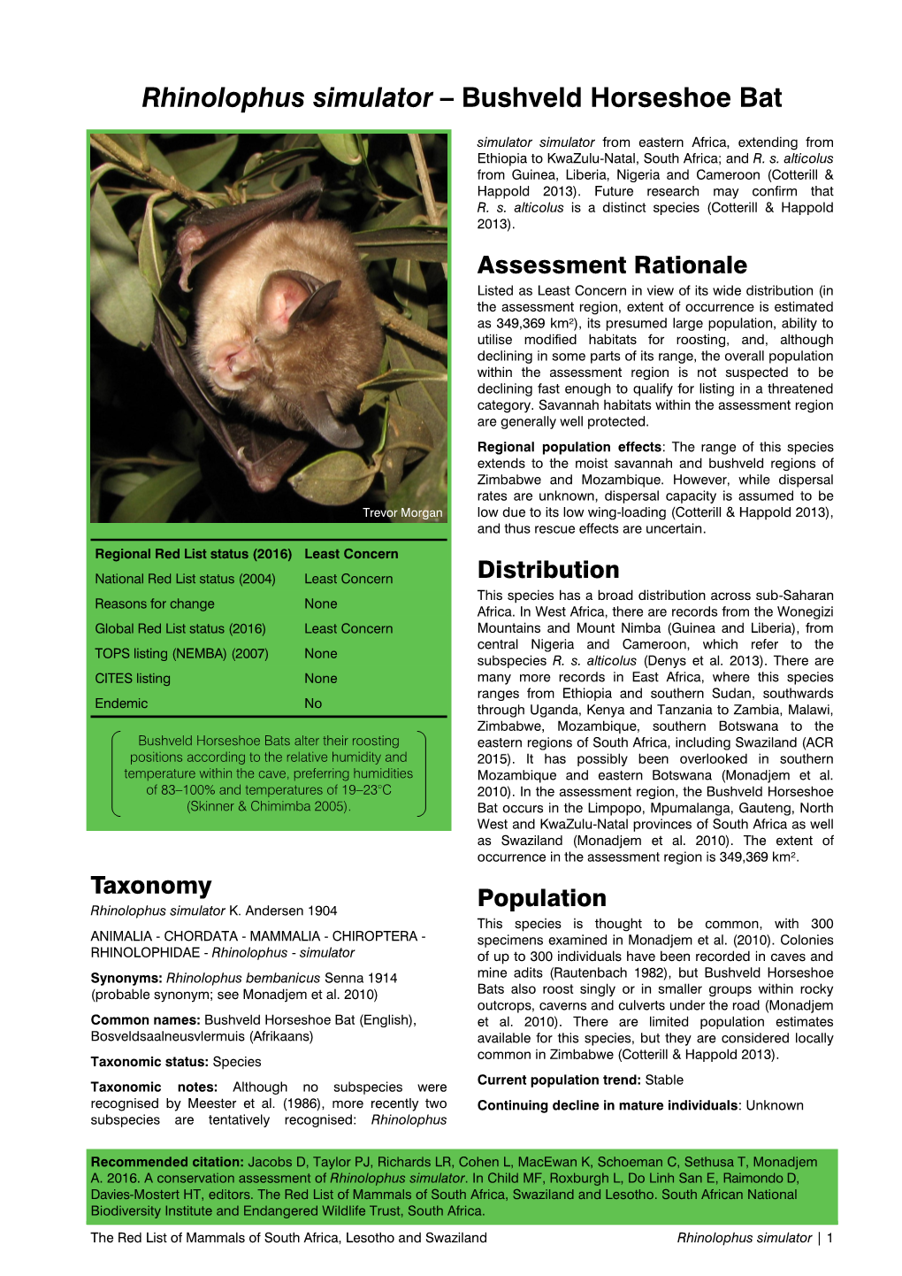 Rhinolophus Simulator – Bushveld Horseshoe Bat