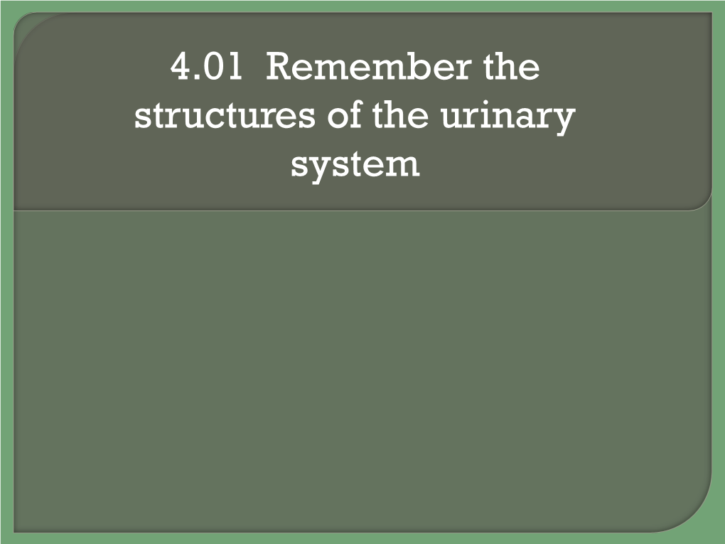 4.01 Remember the Structures of the Urinary System What Are the Structures of the Urinary System?