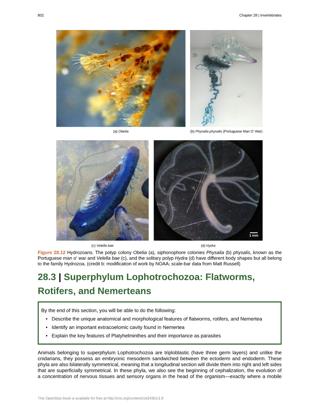 28.3 Superphylum Lophotrochozoa – Flatworms, Rotifers, and Nemerteans