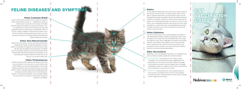 FELINE DISEASES and SYMPTOMS Rabies This Incurable Viral Disease Affects the Central Nervous System of Almost CAT All Mammals, Including Humans