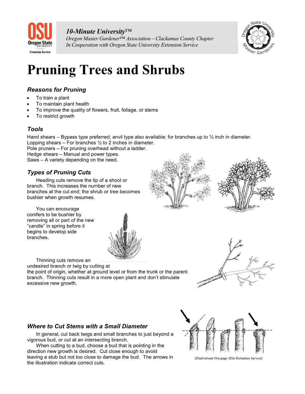 Pruning Trees and Shrubs