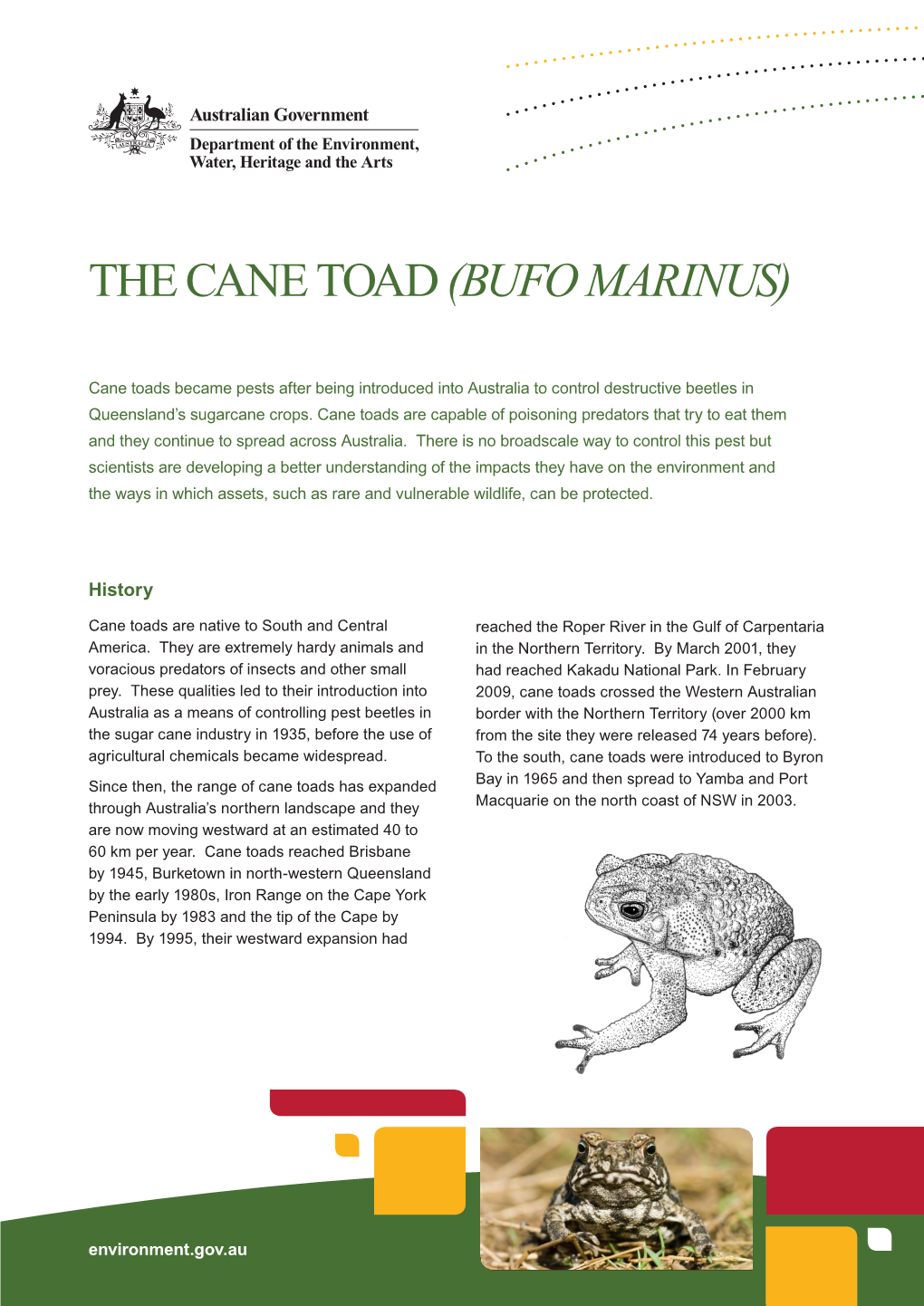 The Cane Toad (Bufo Marinus)