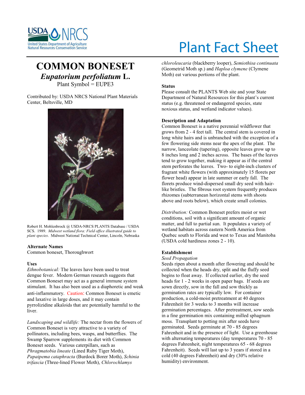Common Boneset (Eupatorium Perfoliatum)