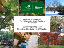 Quercus Oglethorpensis Reporting, Distribution, and Utilization Orientation