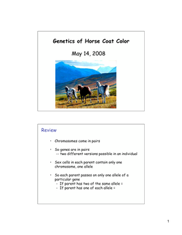 Genetics of Horse Coat Color May 14, 2008