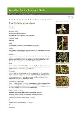 Rostellularia Adscendens Click on Images to Enlarge