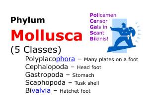 (5 Classes) Polyplacophora – Many Plates on a Foot Cephalopoda – Head Foot Gastropoda – Stomach Scaphopoda – Tusk Shell Bivalvia – Hatchet Foot