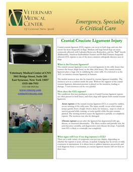 Cranial Cruciate Ligament Injury