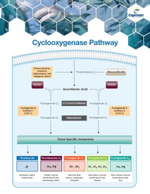 Cyclooxygenase Pathway