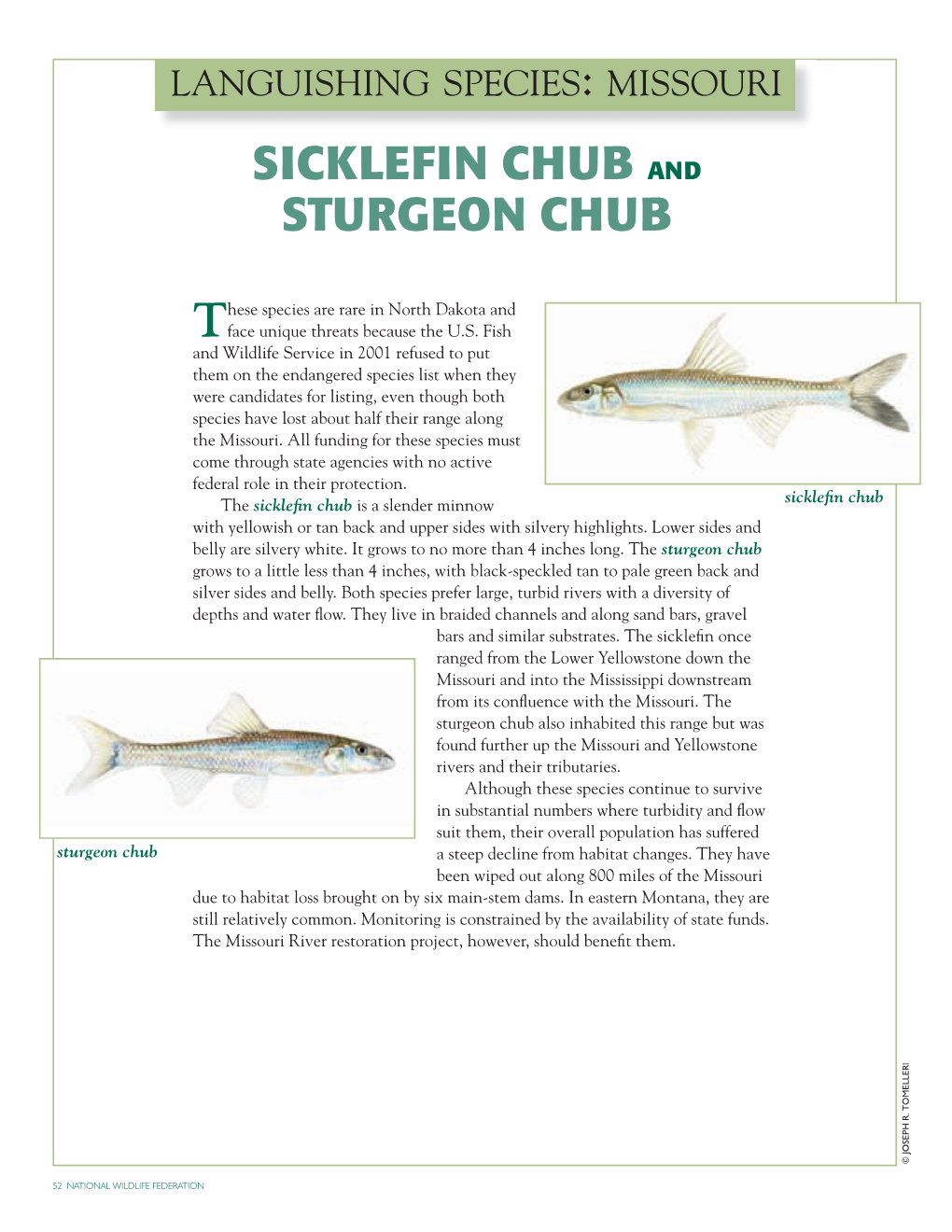 Sicklefin Chub and Sturgeon Chub