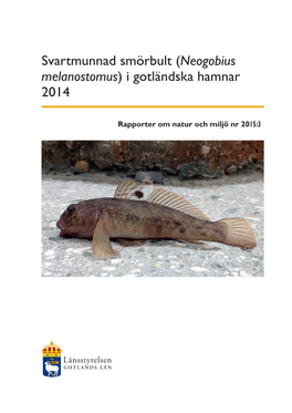 Svartmunnad Smörbult (Neogobius Melanostomus) I Gotländska Hamnar 2014