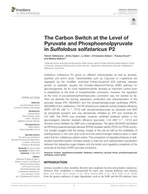 The Carbon Switch at the Level of Pyruvate and Phosphoenolpyruvate in Sulfolobus Solfataricus P2