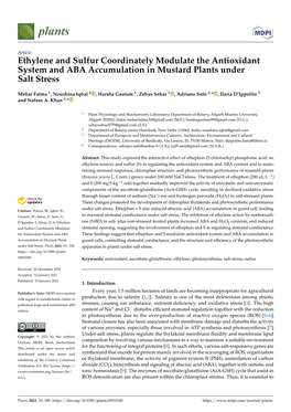 Ethylene and Sulfur Coordinately Modulate the Antioxidant System and ABA Accumulation in Mustard Plants Under Salt Stress