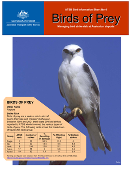 Birds of Prey Birds of Prey Managing Bird Strike Risk at Australian Airports