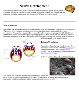 Neural Development