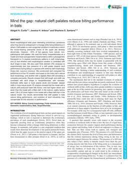 Mind the Gap: Natural Cleft Palates Reduce Biting Performance in Bats Abigail A