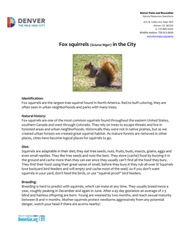 Fox Squirrels (Sciurus Niger) in the City
