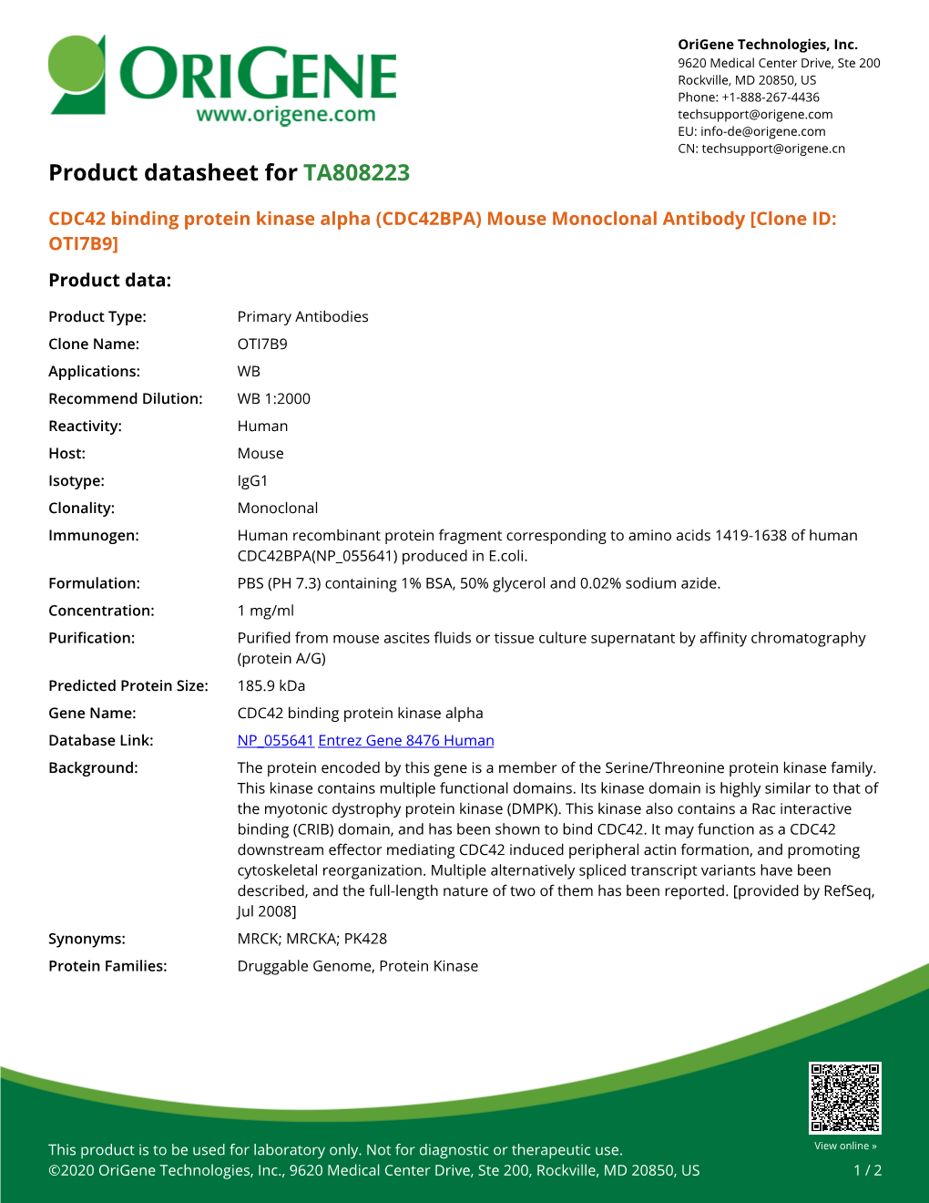 CDC42 Binding Protein Kinase Alpha (CDC42BPA) Mouse Monoclonal Antibody [Clone ID: OTI7B9] Product Data