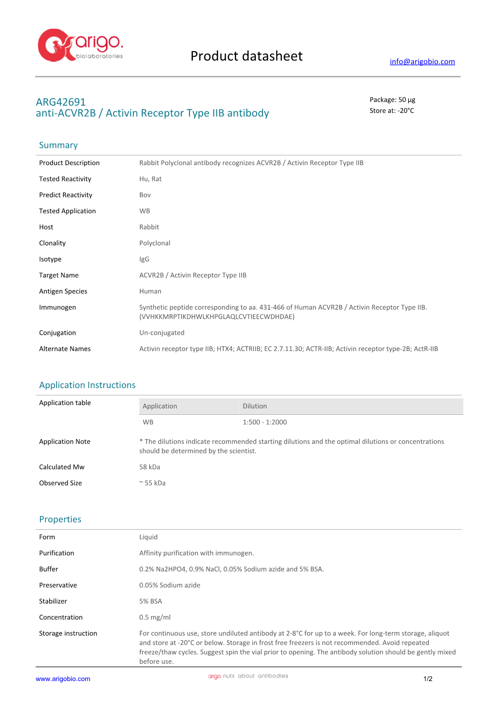 Anti-ACVR2B / Activin Receptor Type IIB Antibody (ARG42691)