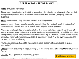 Cyperaceae – Sedge Family