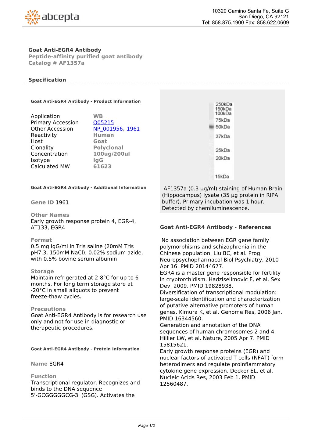 Goat Anti-EGR4 Antibody Peptide-Affinity Purified Goat Antibody Catalog # Af1357a