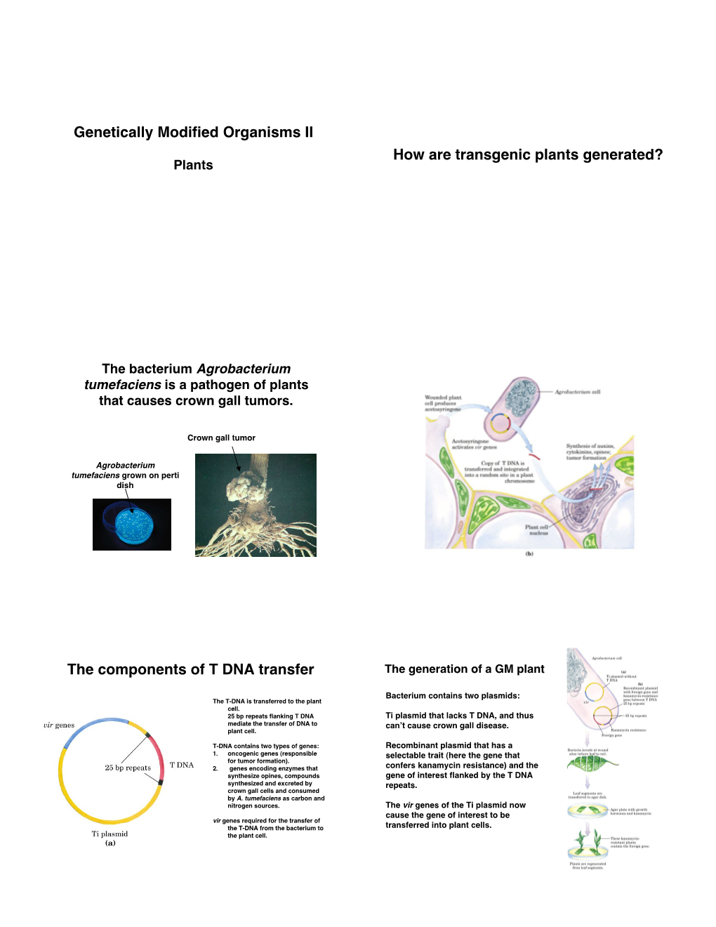 Genetically Modified Organisms II How Are Transgenic Plants Generated? Plants