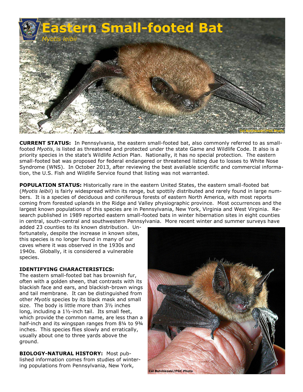 Eastern Small-Footed Bat Myotis Leibii