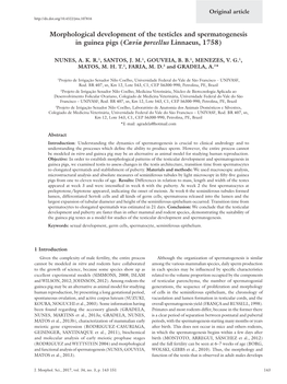 Morphological Development of the Testicles and Spermatogenesis in Guinea Pigs (Cavia Porcellus Linnaeus, 1758)