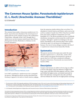 The Common House Spider, Parasteatoda Tepidariorum (C