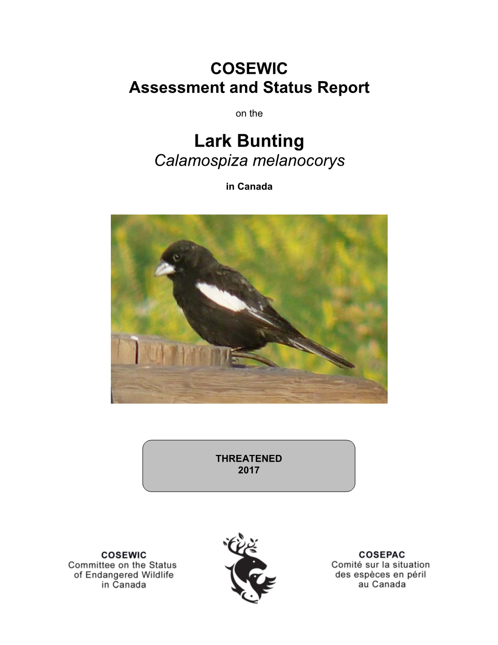 Lark Bunting, Calamospiza Melanocorys in Canada, Prepared Under Contract with Environment and Climate Change Canada